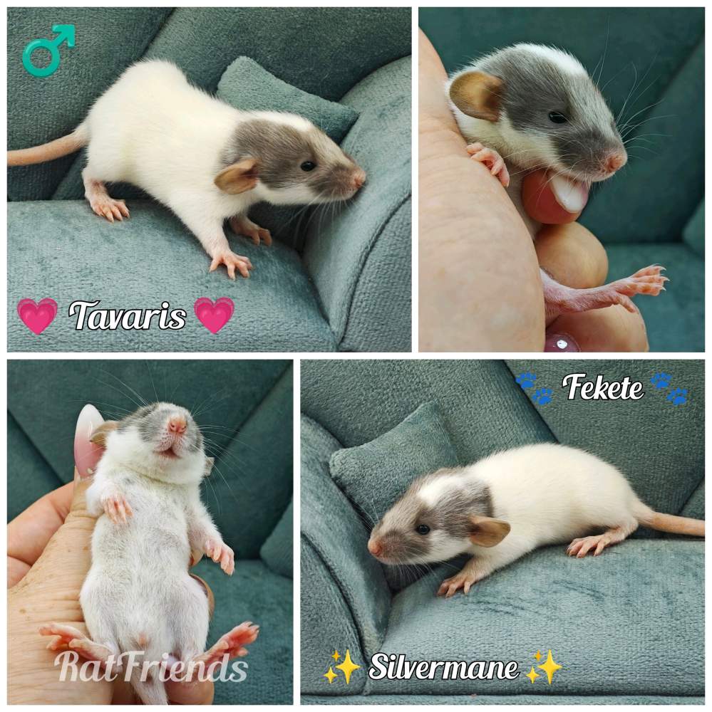 Fancy rat Owned by other Rattus norvegicus 