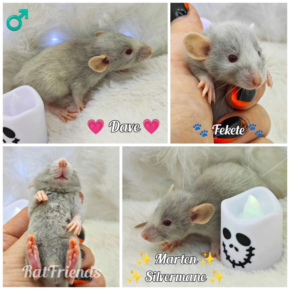 Fancy rat Breeder Rattus norvegicus 