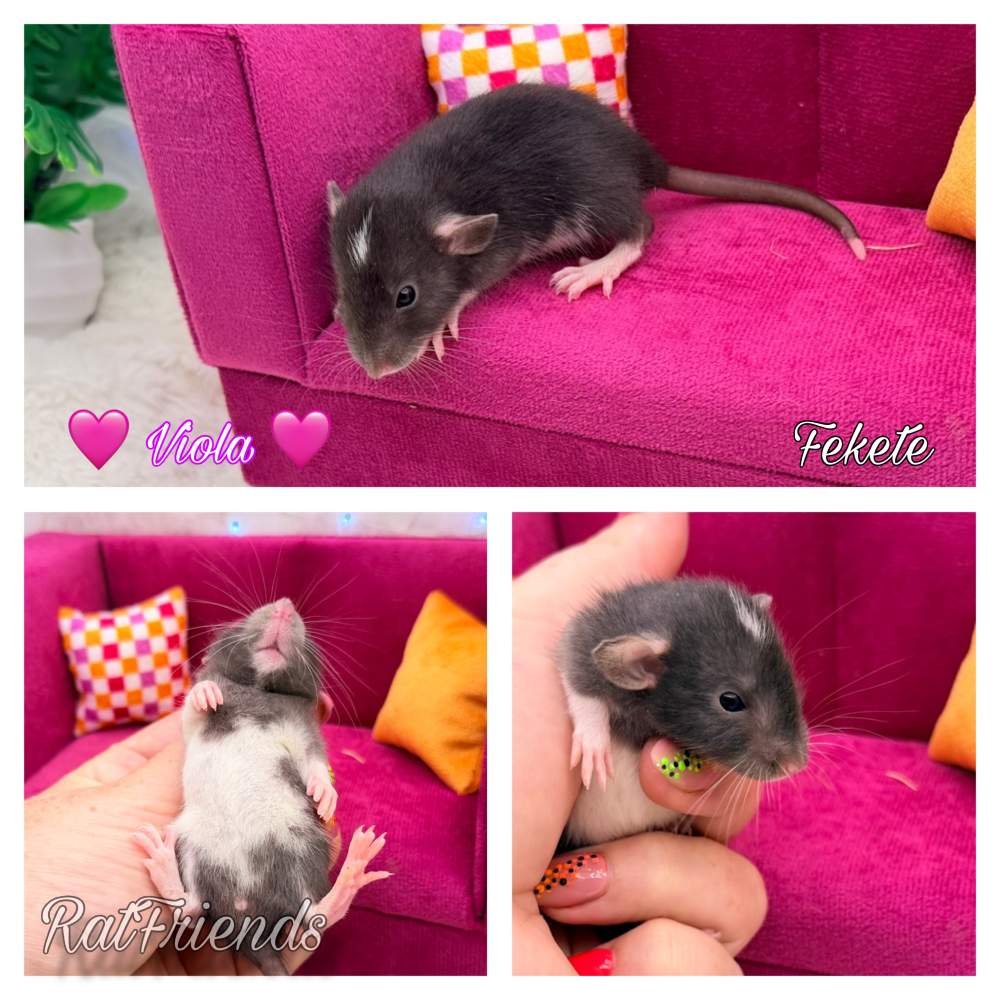 Fancy rat Available for rehoming Rattus norvegicus 
