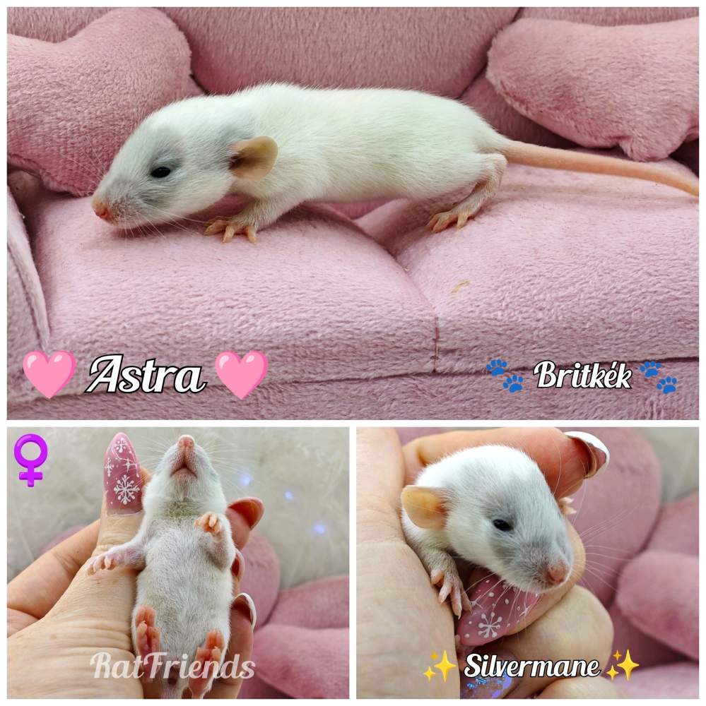 Fancy rat Available for rehoming Rattus norvegicus 