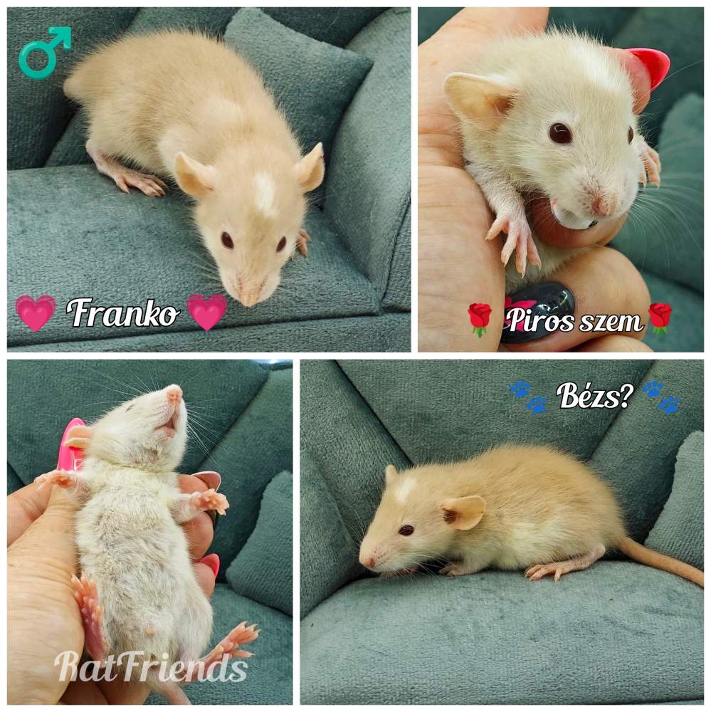 Fancy rat Rehomed Rattus norvegicus 