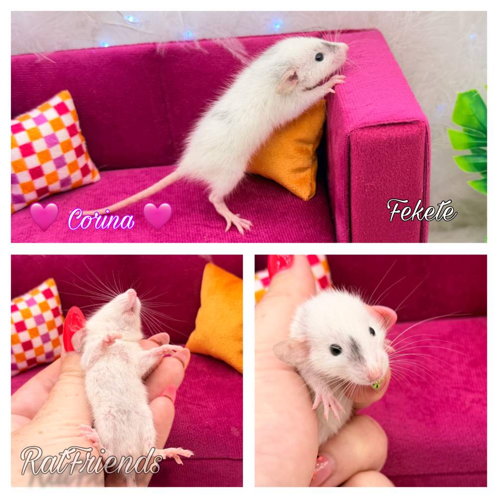 Fancy rat Available for rehoming Rattus norvegicus 