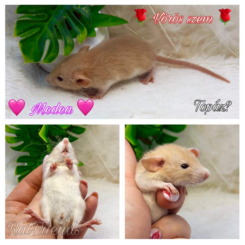 Fancy rat Breeder Rattus norvegicus 