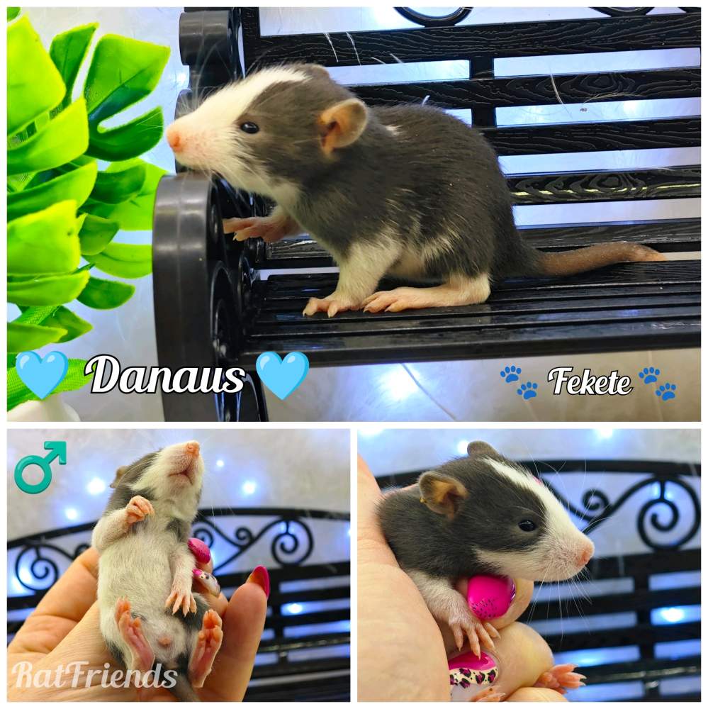 Fancy rat Available for rehoming Rattus norvegicus 