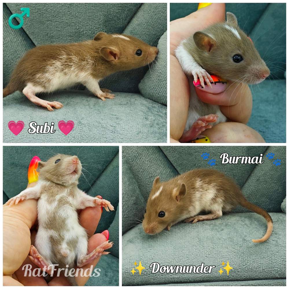 Fancy rat Breeder Rattus norvegicus 
