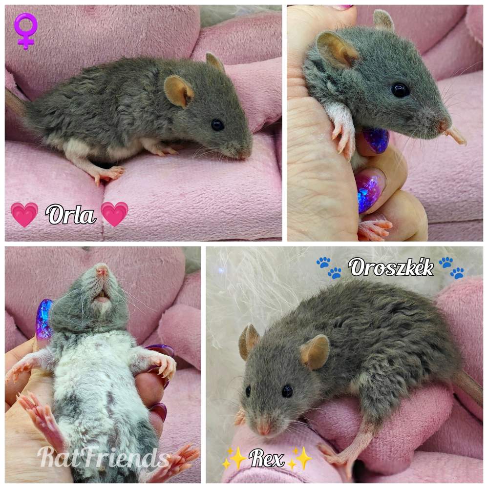 Fancy rat Owned by other Rattus norvegicus 