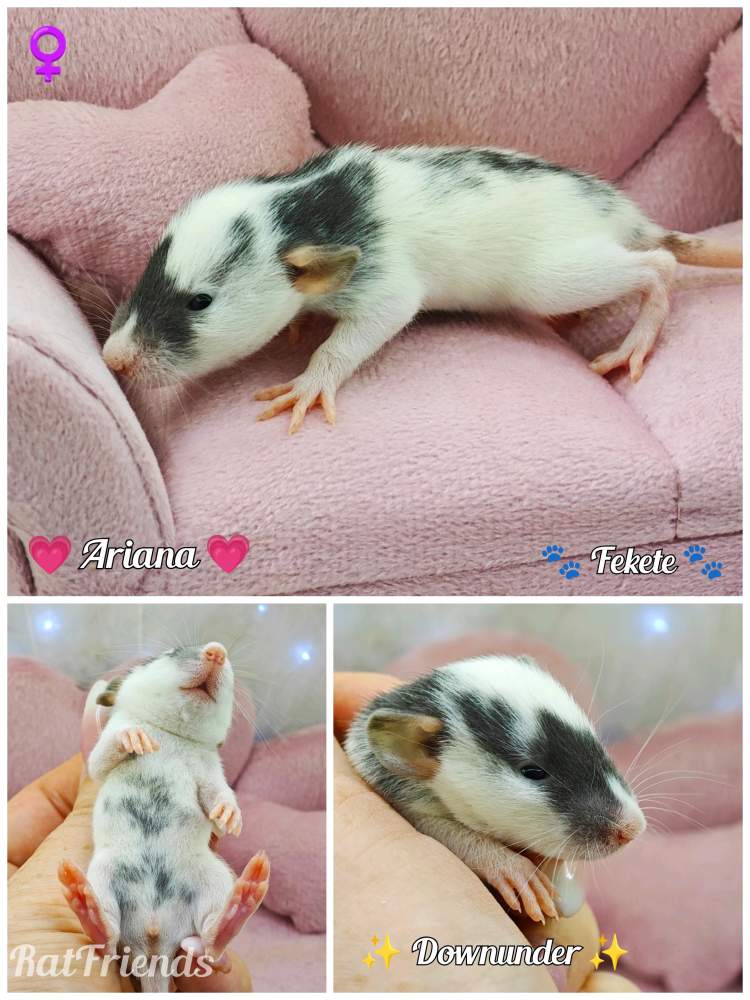 Fancy rat Breeder Rattus norvegicus 