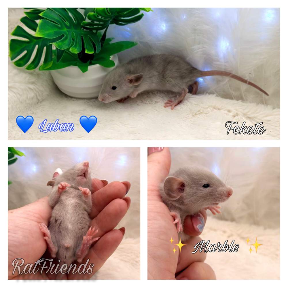 Fancy rat Available for rehoming Rattus norvegicus 