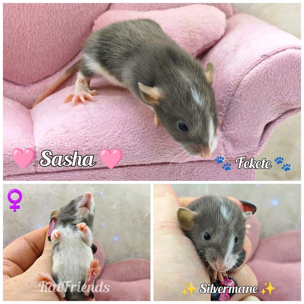 Fancy rat Owned by other Rattus norvegicus 