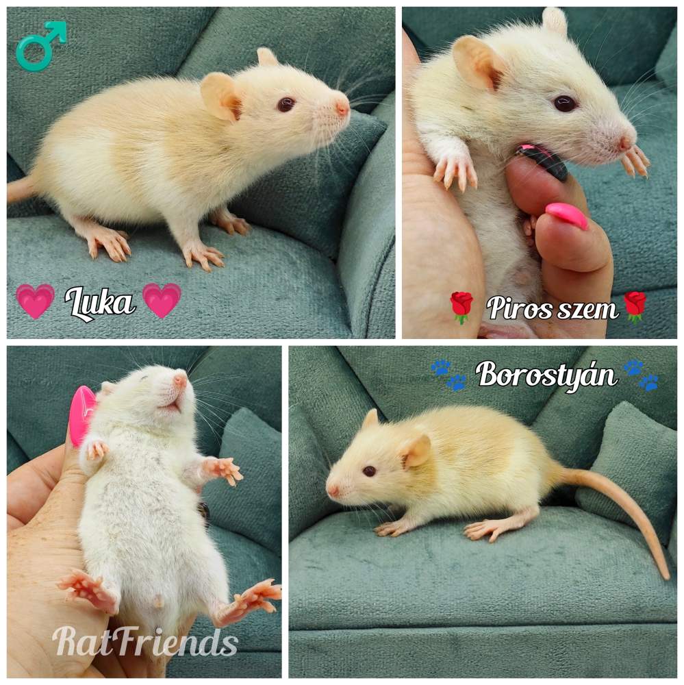 Fancy rat Breeder Rattus norvegicus 