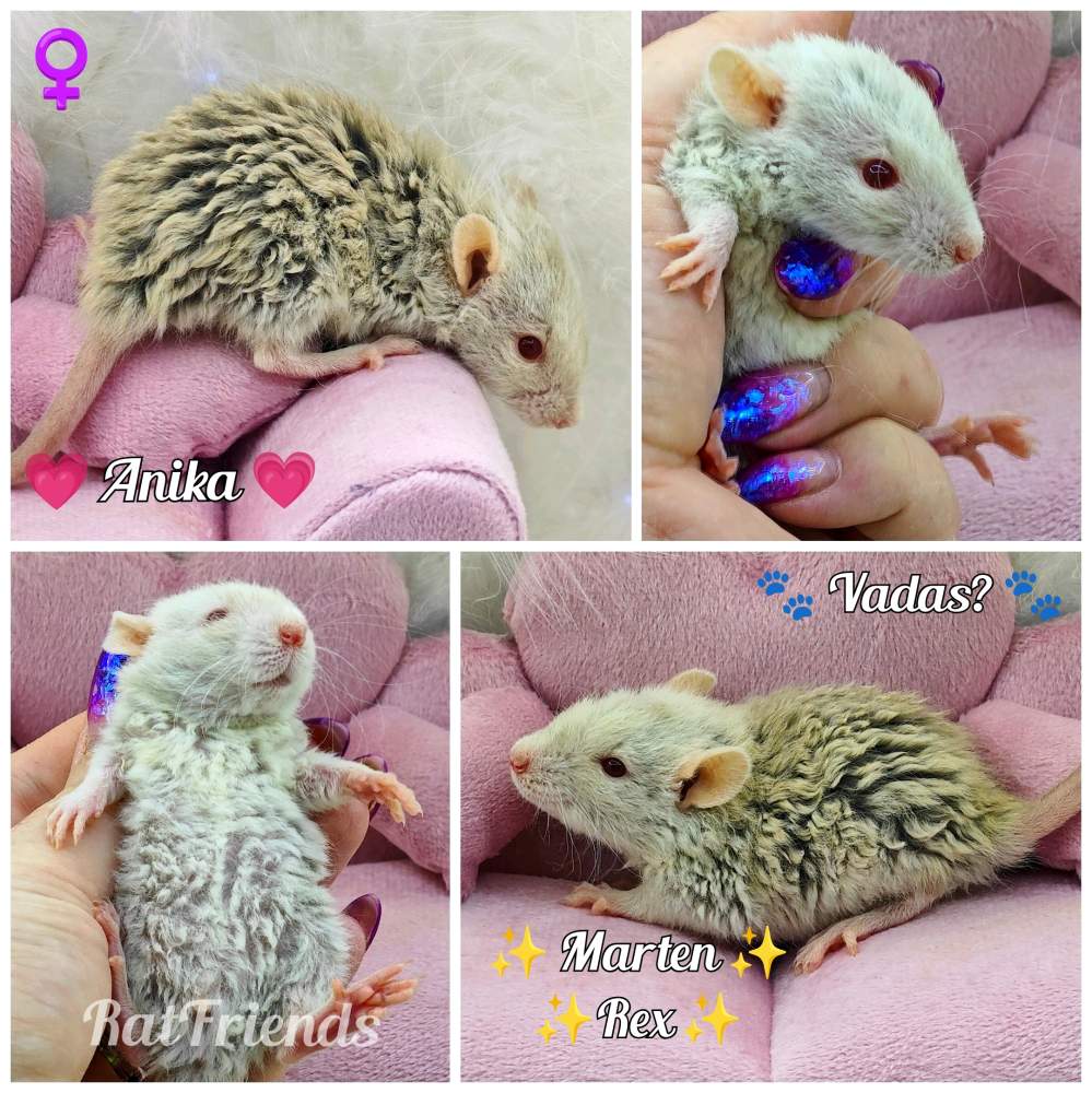 Fancy rat Breeder Rattus norvegicus 
