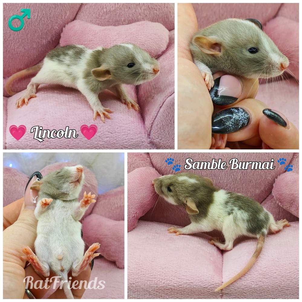 Fancy rat Owned by other Rattus norvegicus 