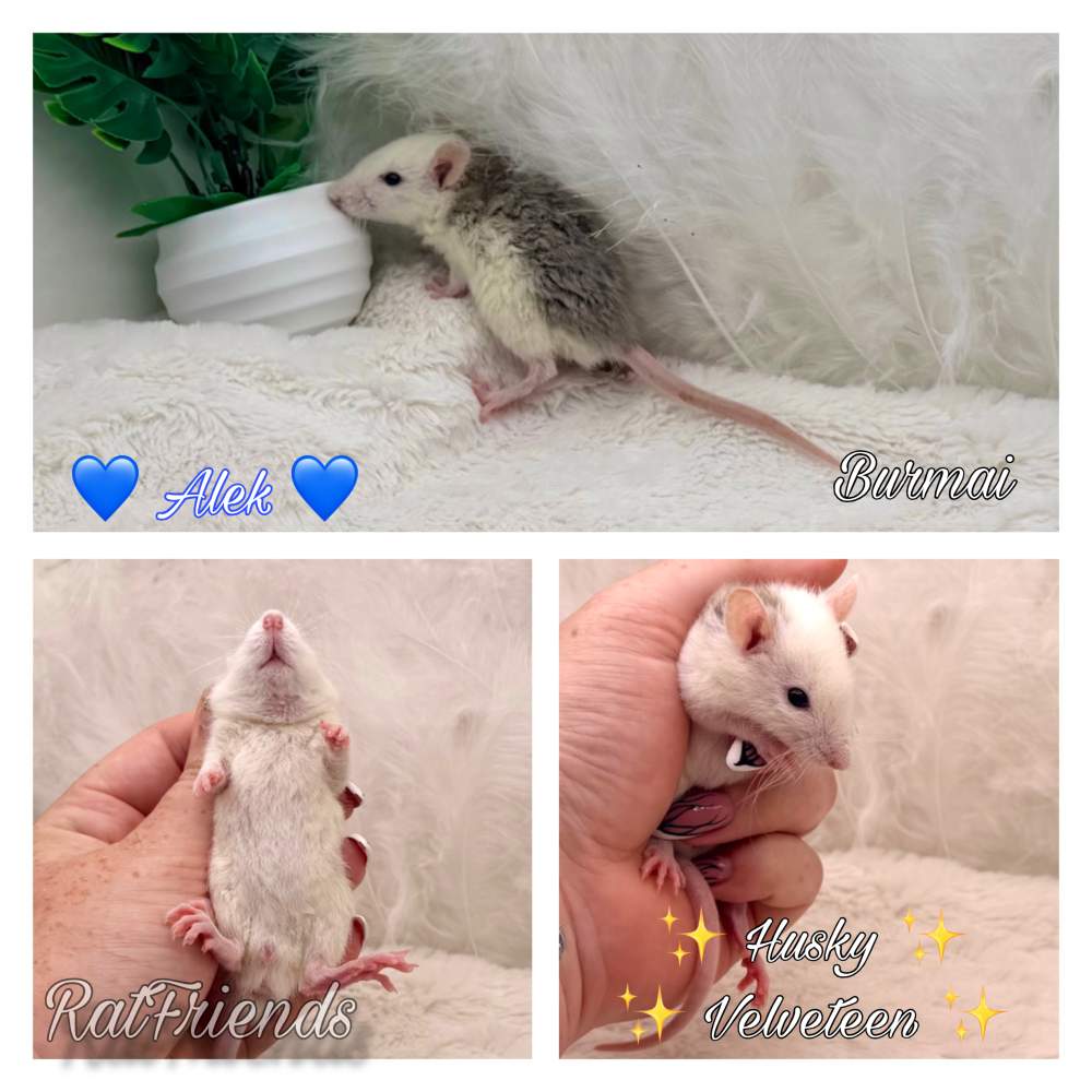 Fancy rat Available for rehoming Rattus norvegicus 