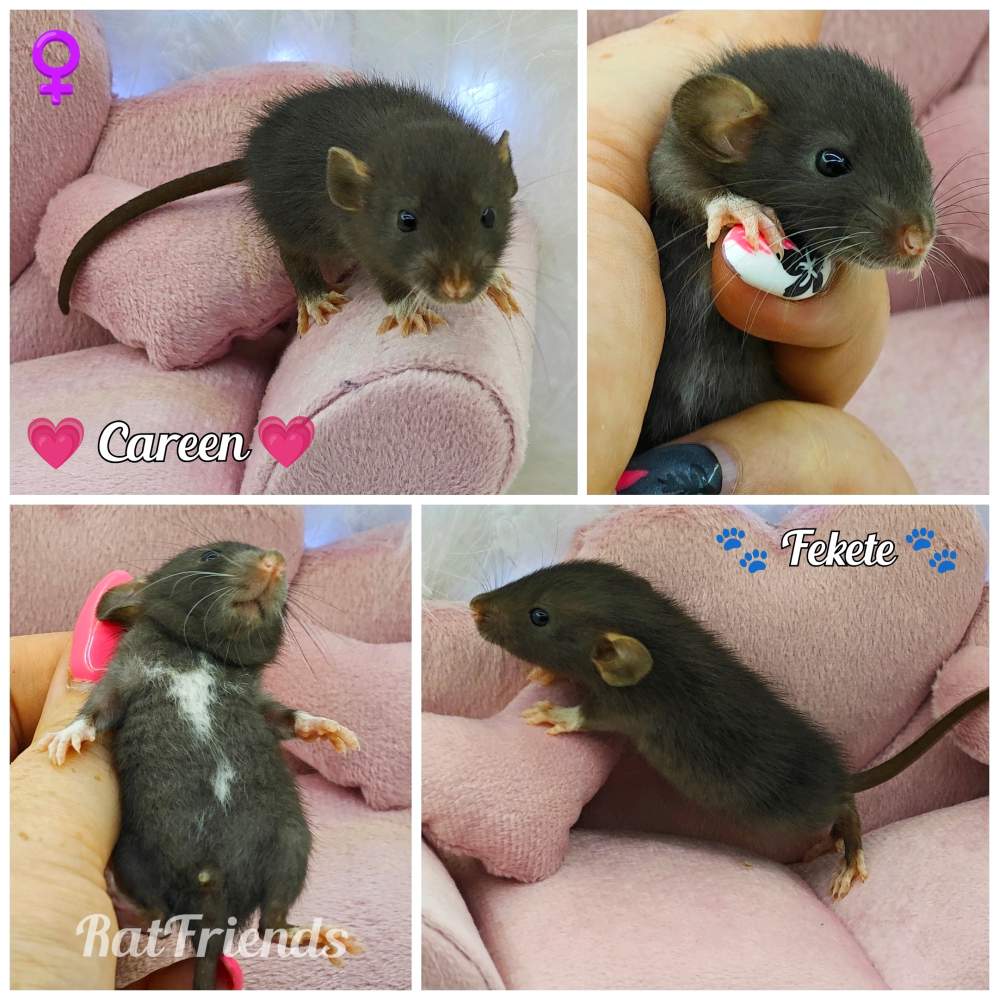 Fancy rat Breeder Rattus norvegicus 