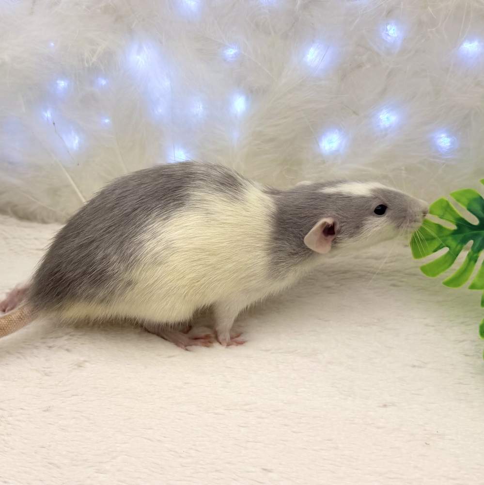 Fancy rat Breeder Rattus norvegicus 