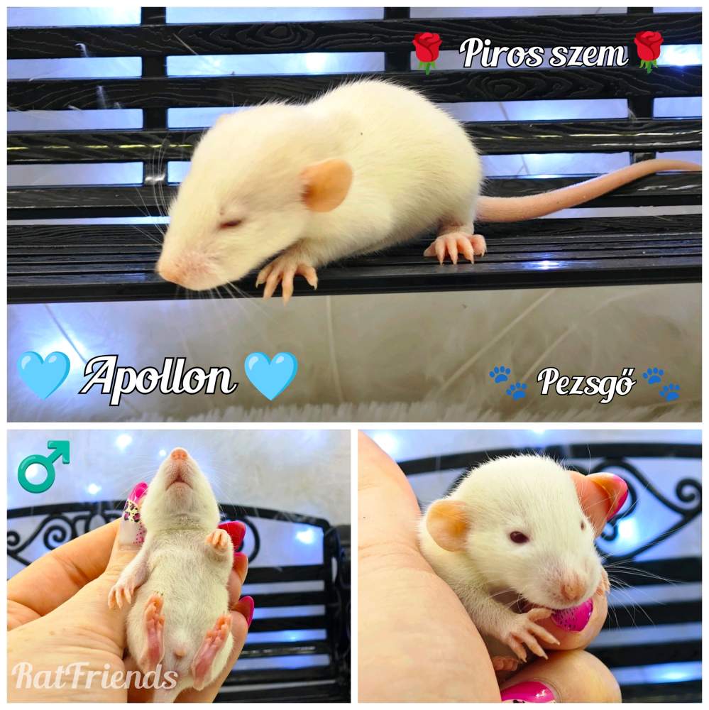 Fancy rat Available for rehoming Rattus norvegicus 