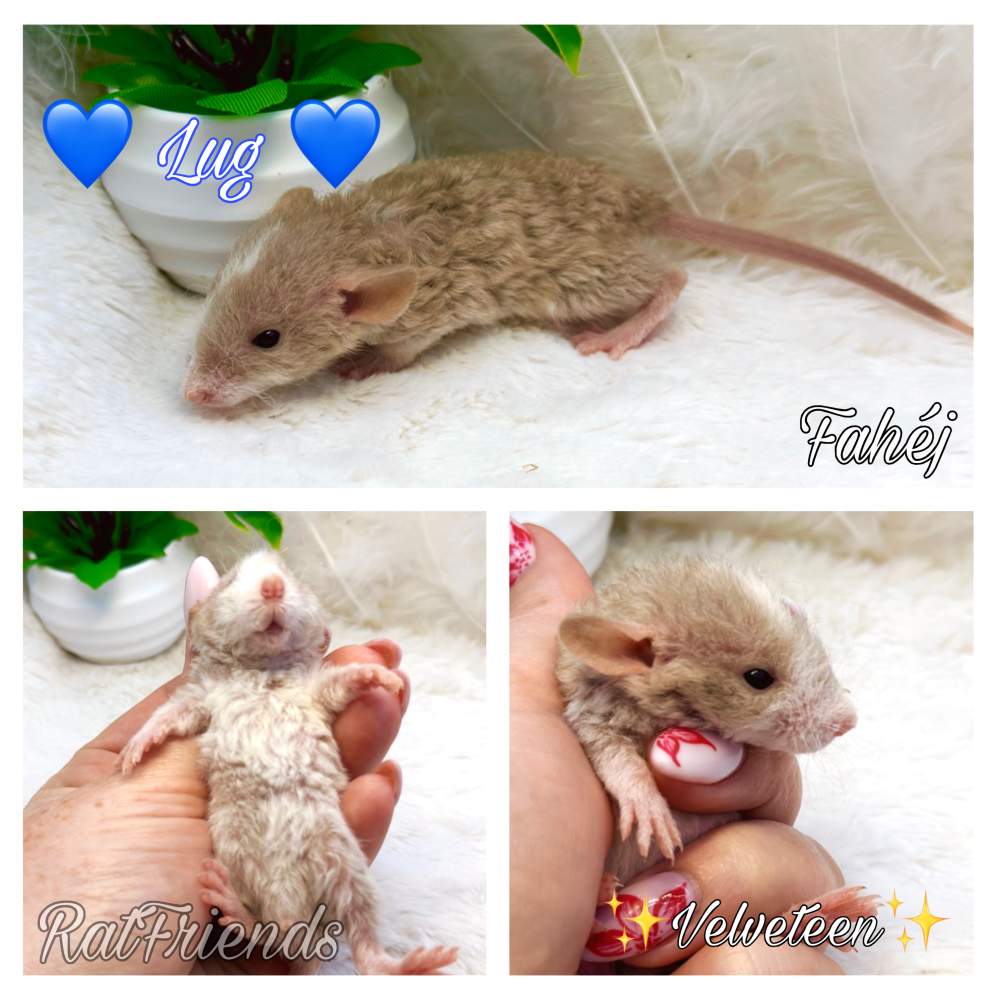 Fancy rat Available for rehoming Rattus norvegicus 