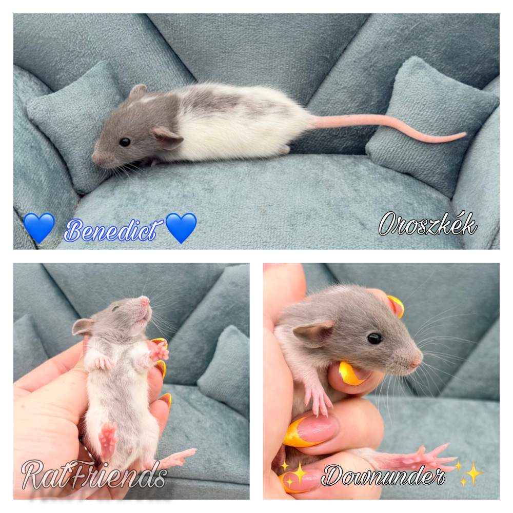 Fancy rat Available for rehoming Rattus norvegicus 