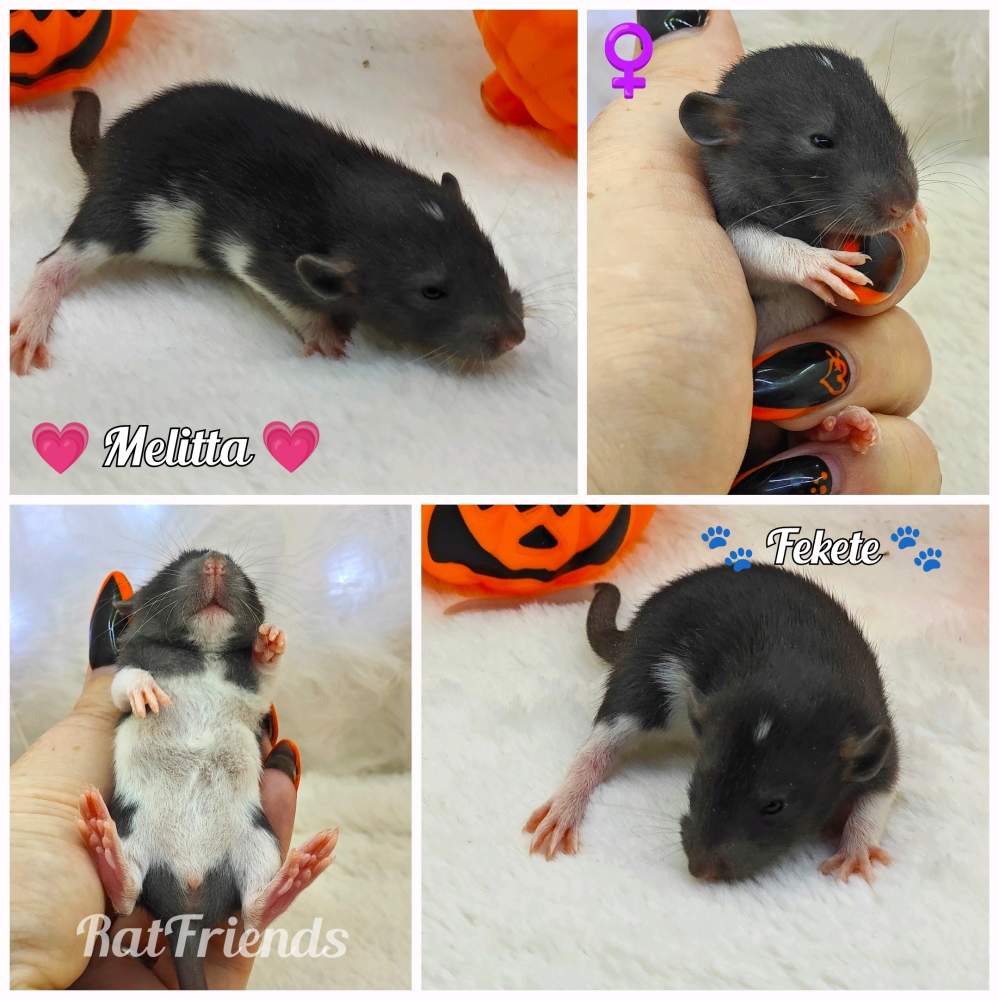 Fancy rat Owned by other Rattus norvegicus 