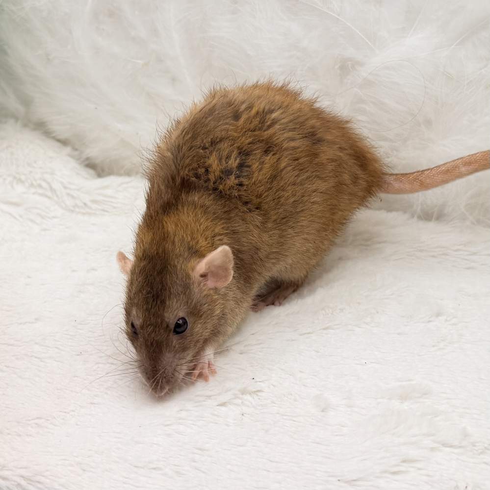 Fancy rat Breeder Rattus norvegicus 