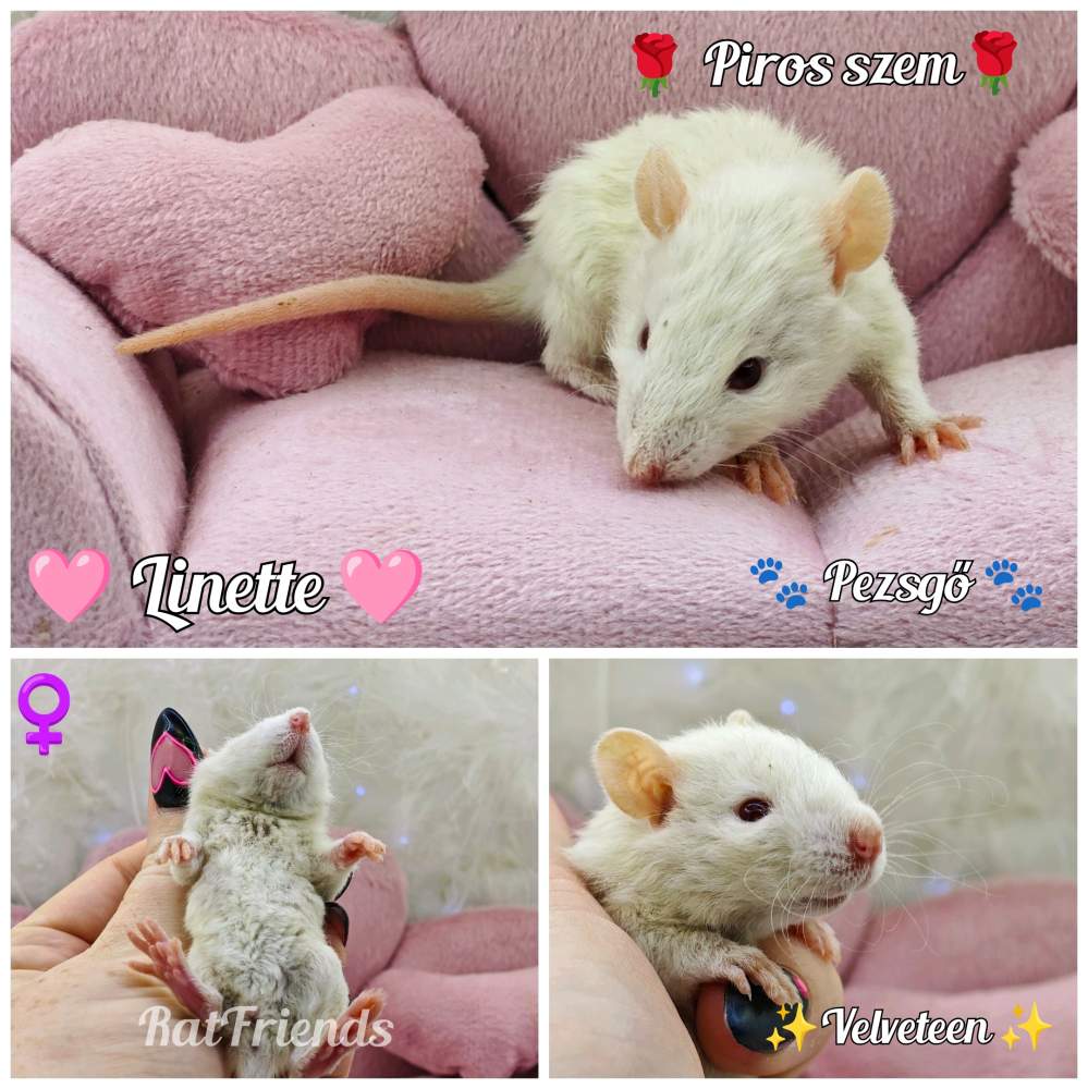 Fancy rat Available for rehoming Rattus norvegicus 