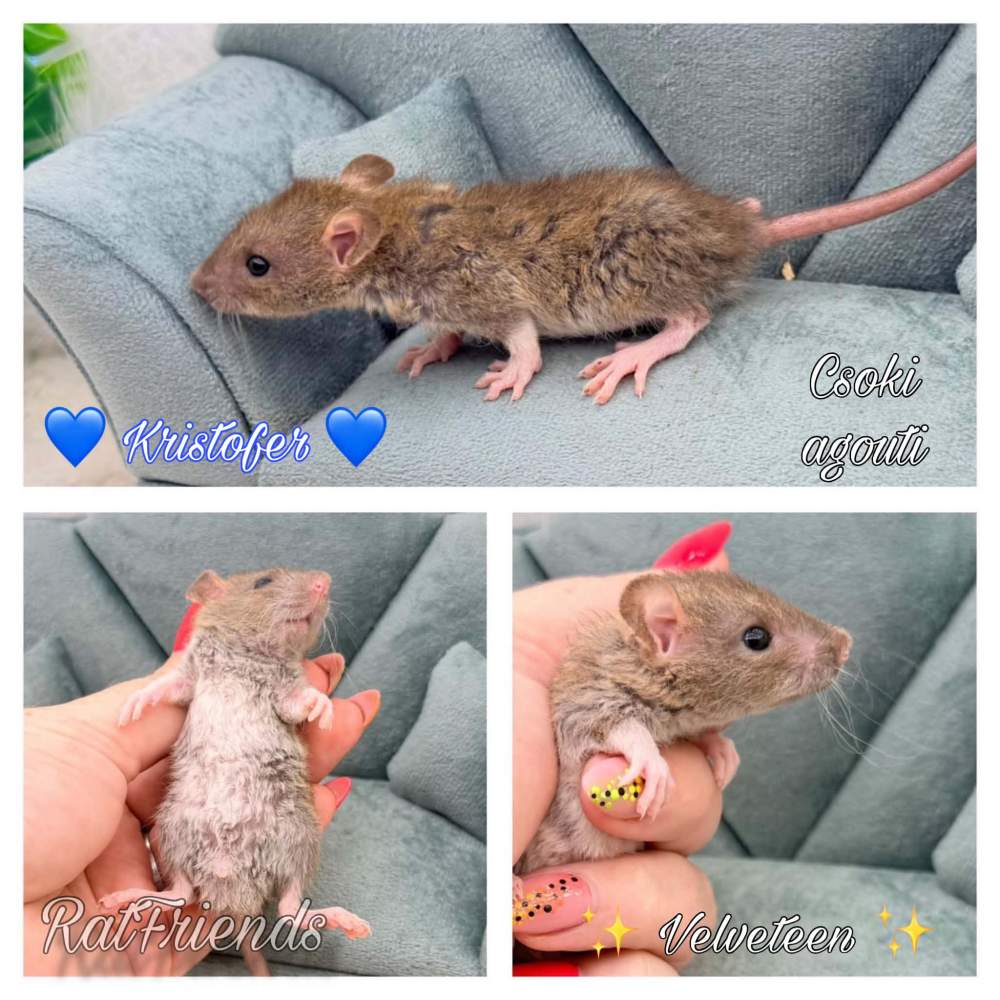 Fancy rat Available for rehoming Rattus norvegicus 