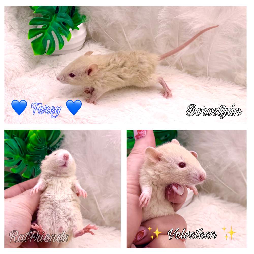 Fancy rat Breeder Rattus norvegicus 