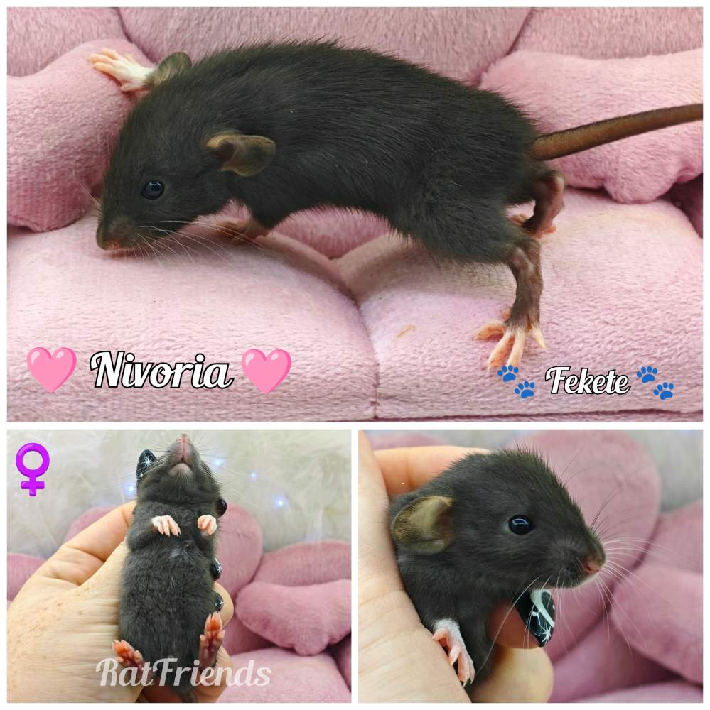 Fancy rat Available for rehoming Rattus norvegicus 