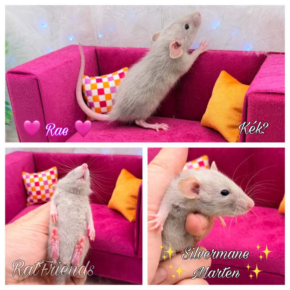 Fancy rat Available for rehoming Rattus norvegicus 