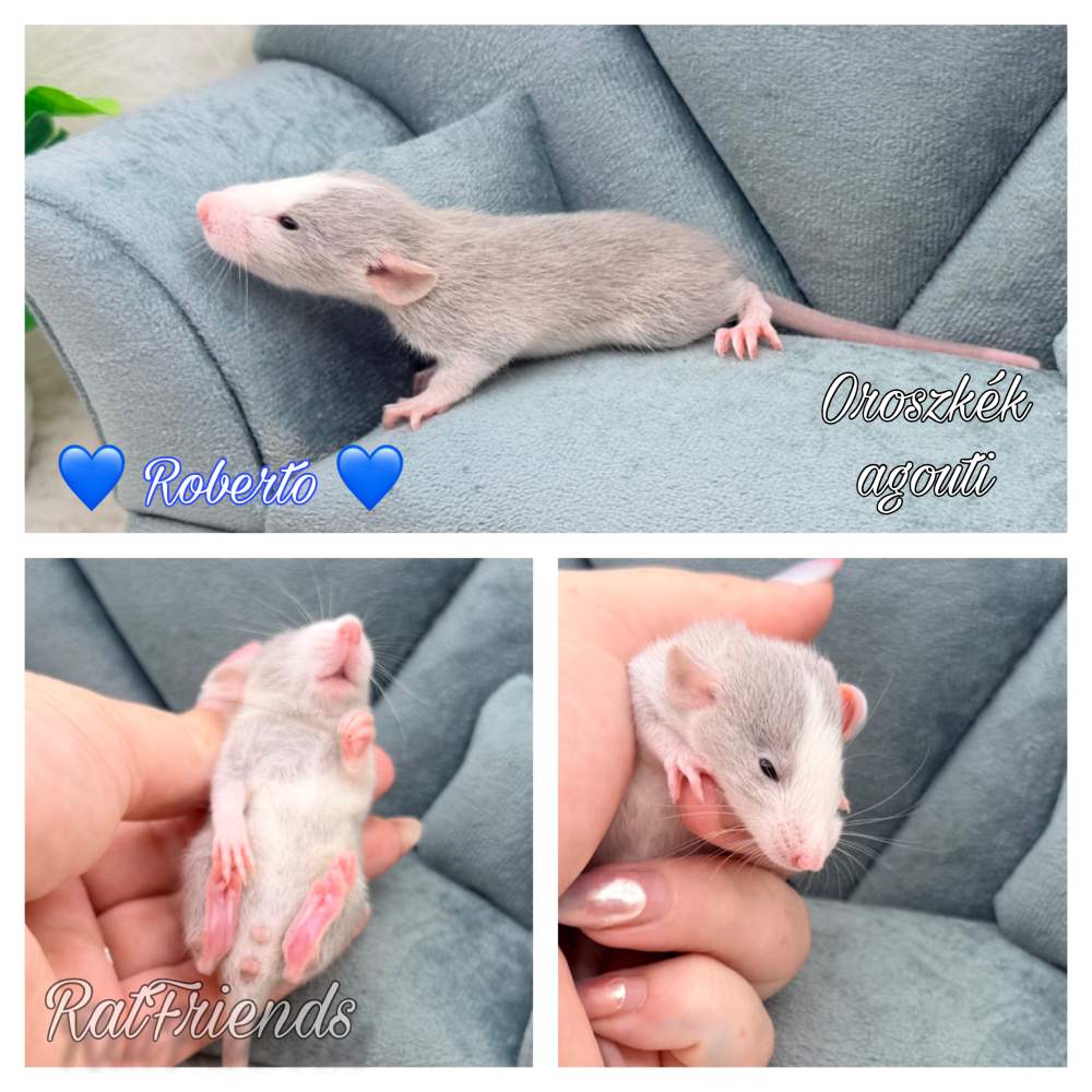 Fancy rat Breeder Rattus norvegicus 