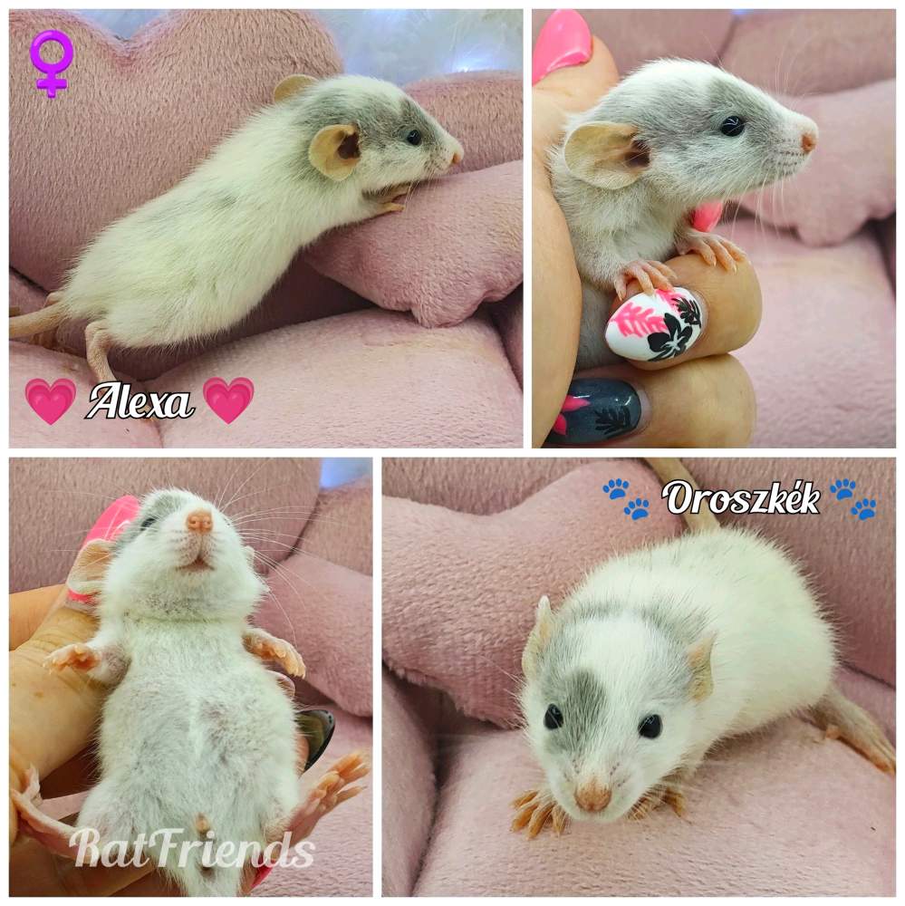 Fancy rat Rehomed Rattus norvegicus 