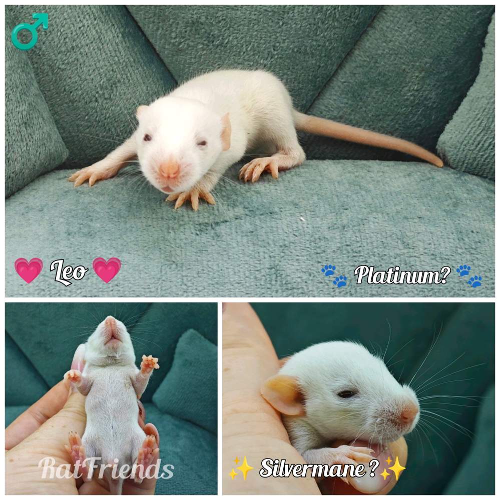 Fancy rat Breeder Rattus norvegicus 