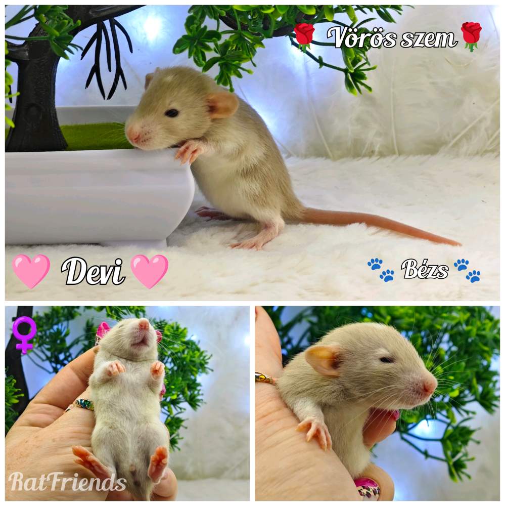 Fancy rat Breeder Rattus norvegicus 
