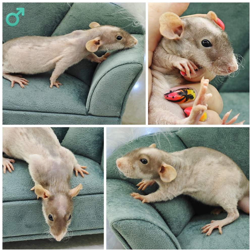 Fancy rat Owned by other Rattus norvegicus 