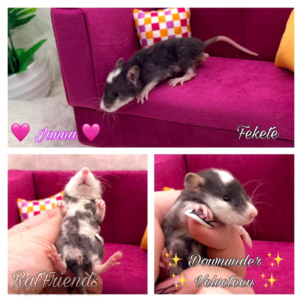 Fancy rat Breeder Rattus norvegicus 
