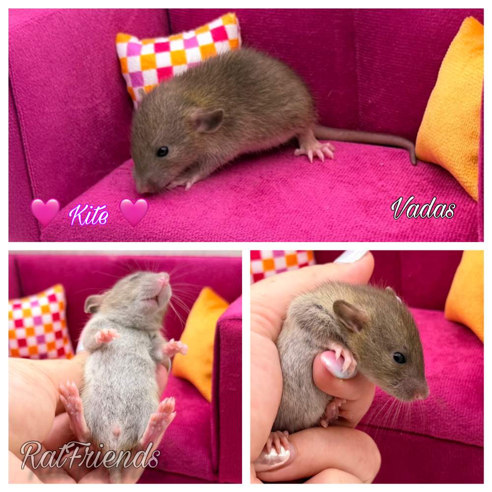 Fancy rat Available for rehoming Rattus norvegicus 