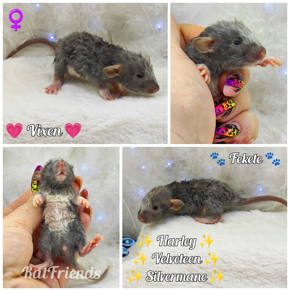 Fancy rat Owned by other Rattus norvegicus 