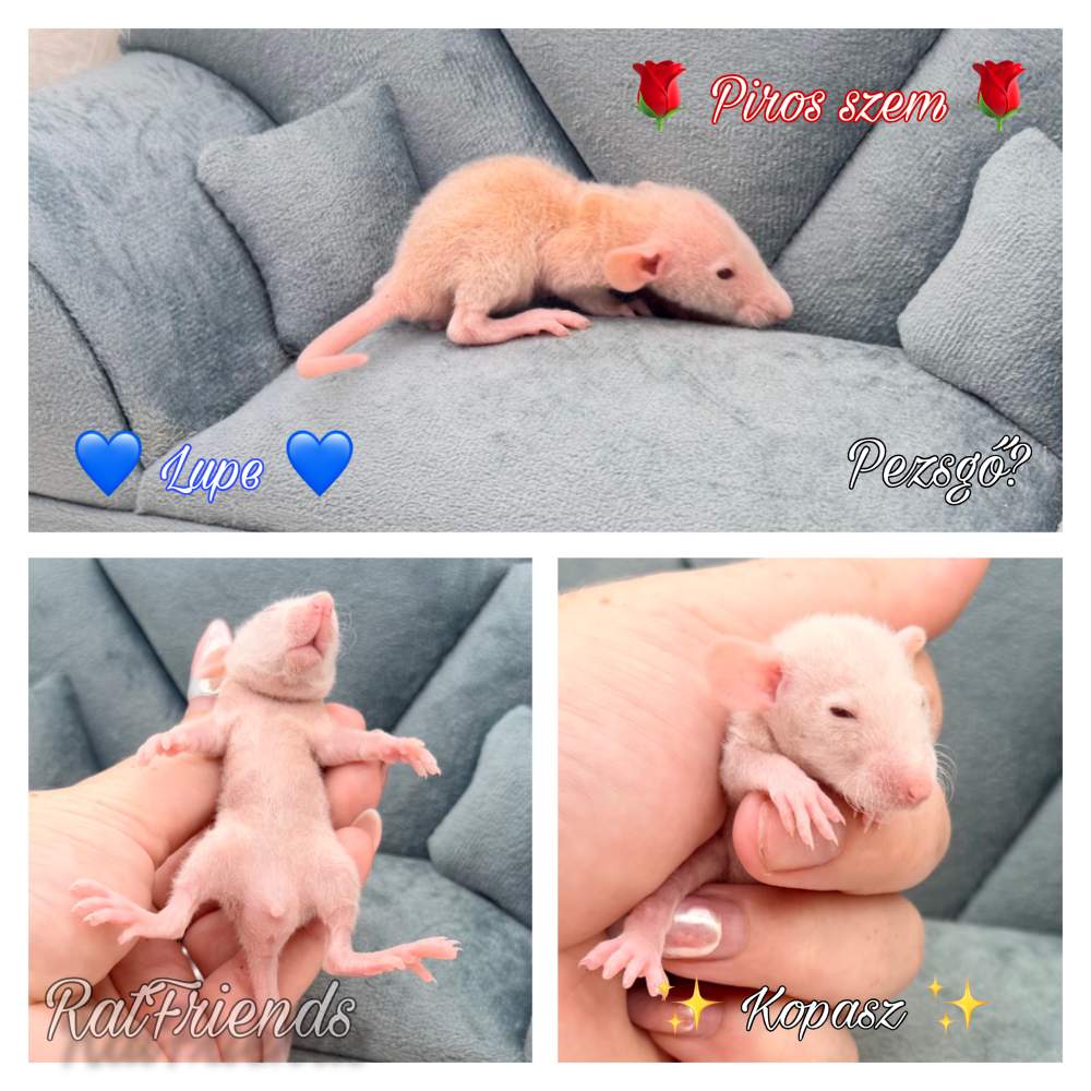 Fancy rat Available for rehoming Rattus norvegicus 