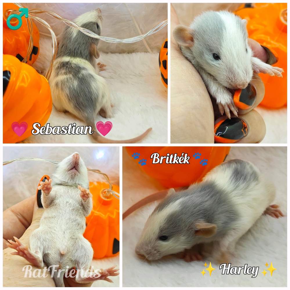 Fancy rat Owned by other Rattus norvegicus 