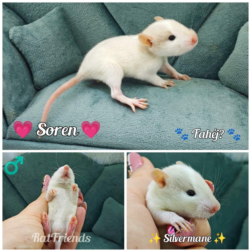 Fancy rat Rehomed Rattus norvegicus 