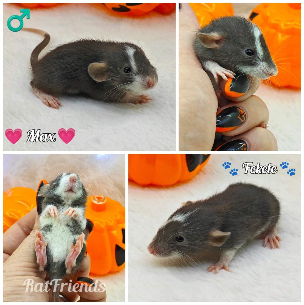 Fancy rat Owned by other Rattus norvegicus 