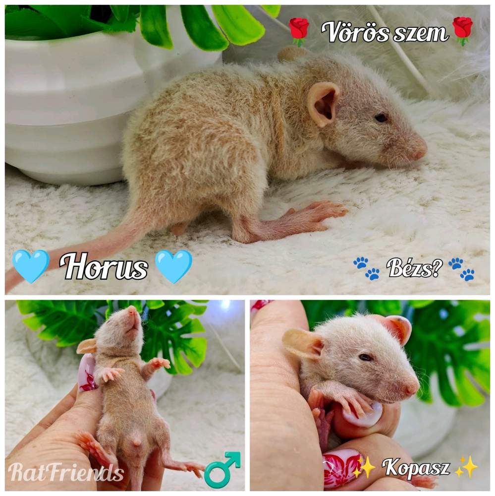Fancy rat Available for rehoming Rattus norvegicus 