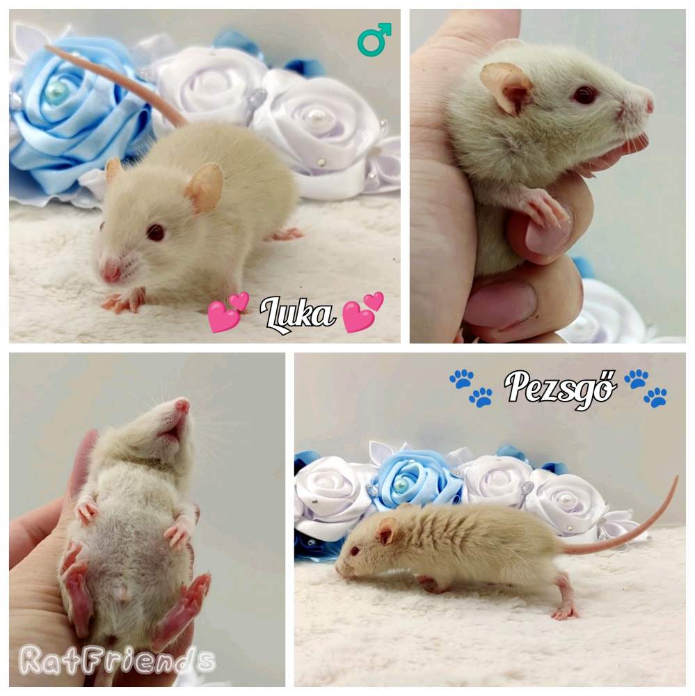 Fancy rat Owned by other Rattus norvegicus 