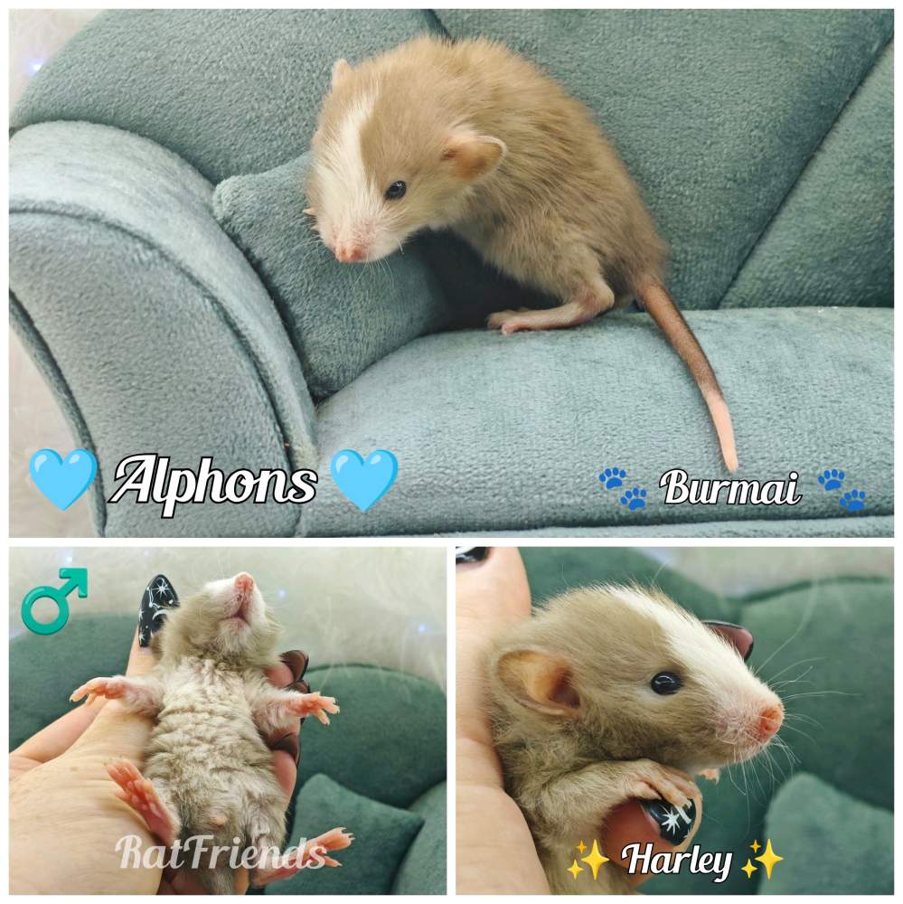 Fancy rat Rehomed Rattus norvegicus 