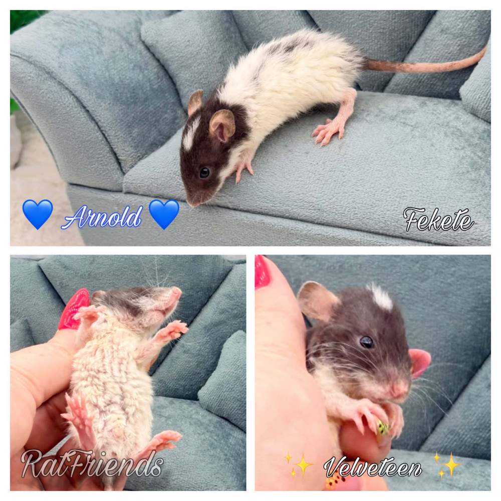 Fancy rat Available for rehoming Rattus norvegicus 