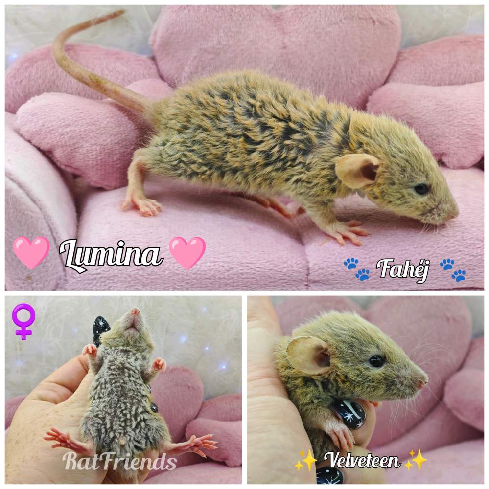 Fancy rat Breeder Rattus norvegicus 