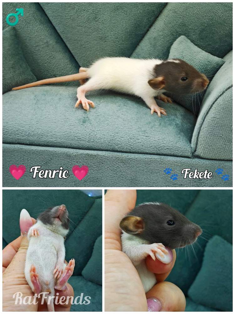 Fancy rat Available for rehoming Rattus norvegicus 