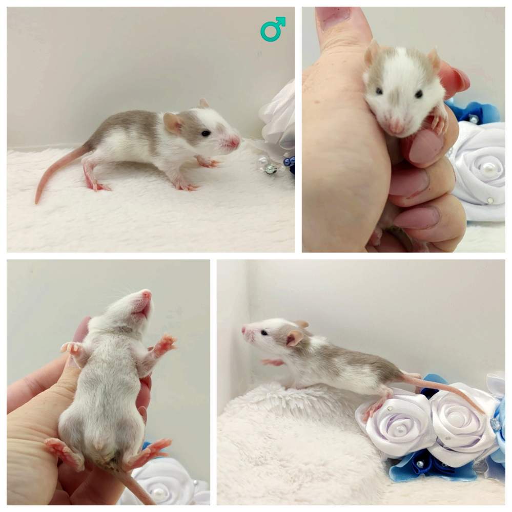 Fancy rat Breeder Rattus norvegicus 