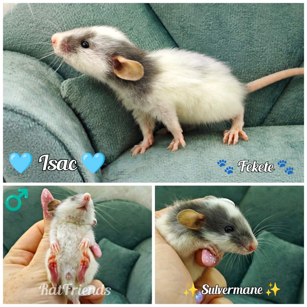 Fancy rat Available for rehoming Rattus norvegicus 