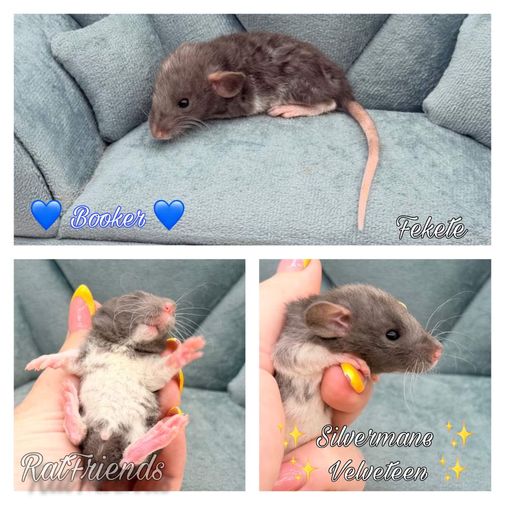 Fancy rat Available for rehoming Rattus norvegicus 